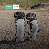 Widget image